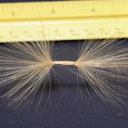 Location: North Louisiana
Date: Early Autumn
Adenium Obesum - Single Seed Fully "Opened"
