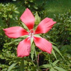 Location: North Louisiana
Date: Summer
Scarlet Hibiscus