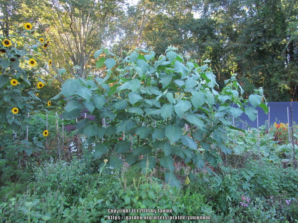 Photo of Dwarf Tamarillo (Solanum abutiloides) uploaded by janinilulu