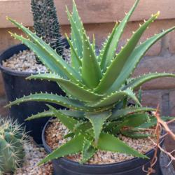 Location: Baja California
Date: 2018-09-14
Aloe melanacantha x arborescens