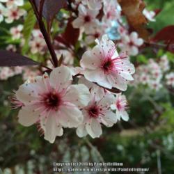 Location: Southern Maine
Date: May
Flowers had extra petals on one twig...really lovely.