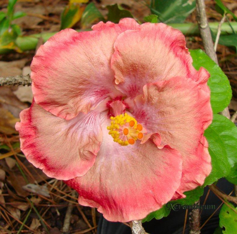 Photo of Tropical Hibiscus (Hibiscus rosa-sinensis 'Tsunami') uploaded by Xeramtheum