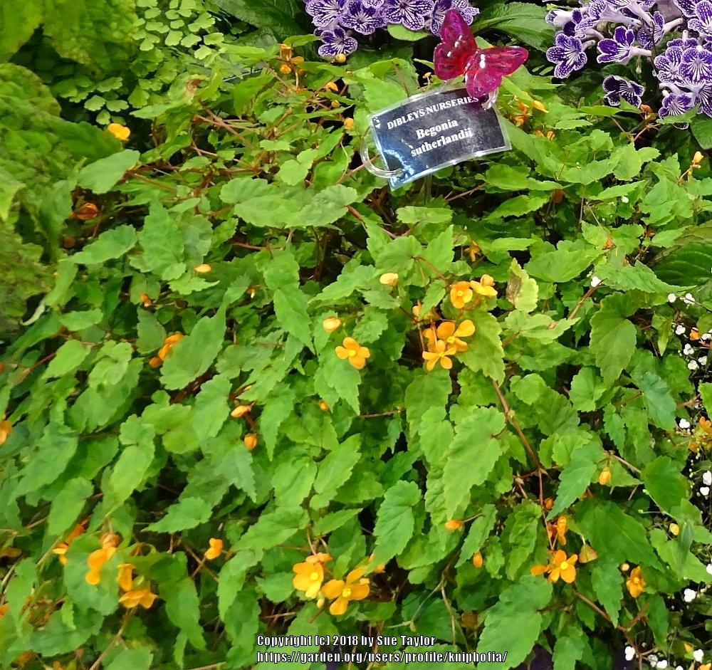 Photo of Sutherland's Begonia (Begonia sutherlandii) uploaded by kniphofia