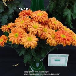 Location: Harrogate Autumn Flower show, Yorkshire
Date: 2018-09-15