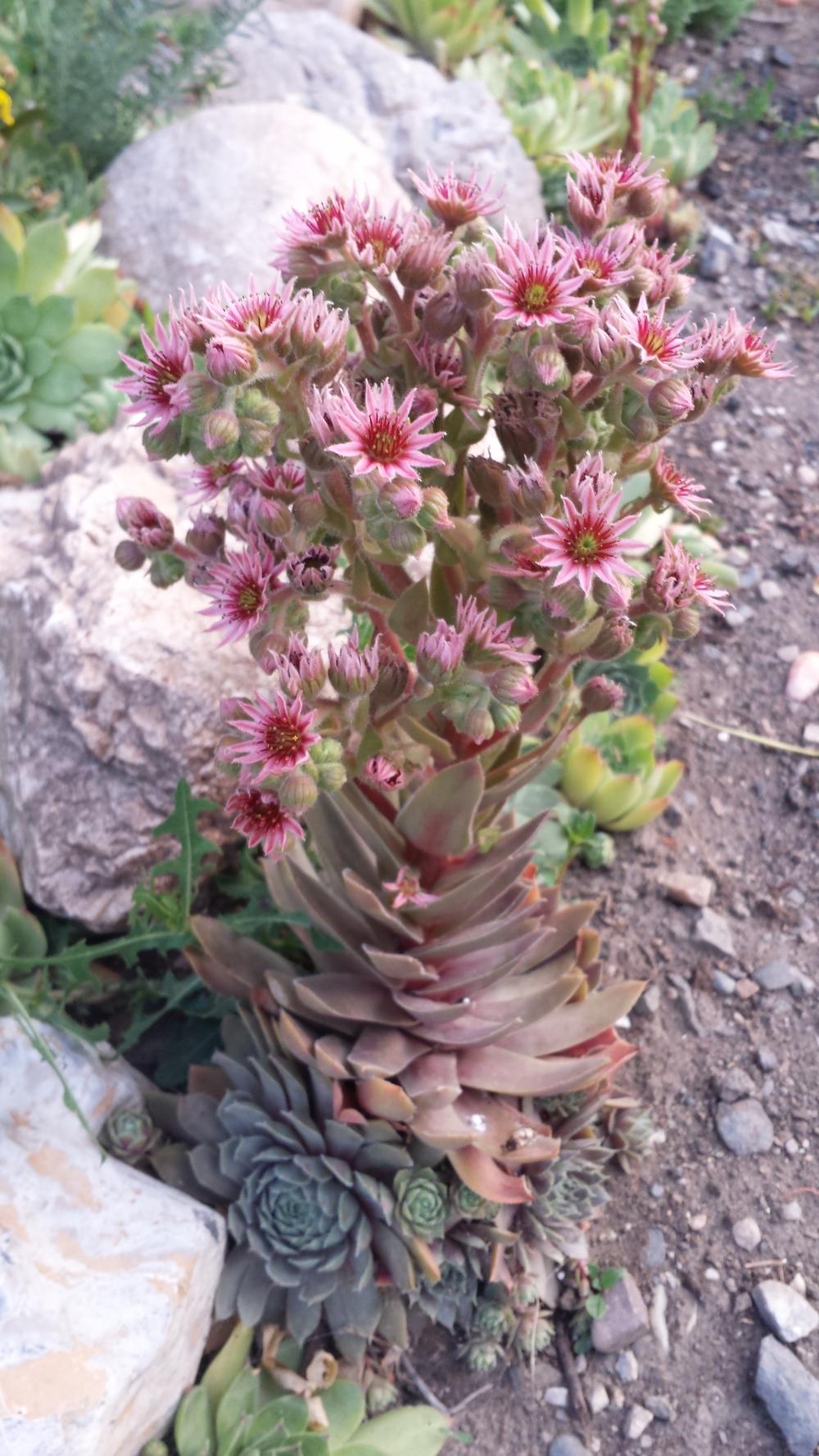 Photo of Hen and Chicks (Sempervivum 'Lavender and Old Lace') uploaded by Chicklady