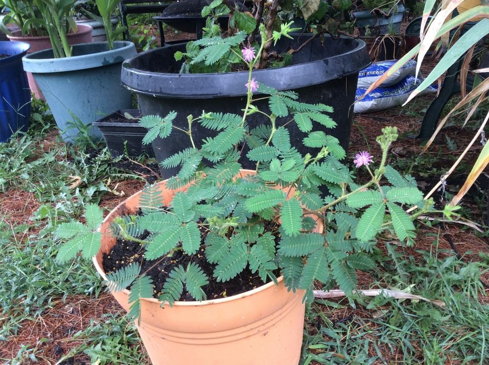 Photo of Sensitive Plant (Mimosa pudica) uploaded by KarenNebr