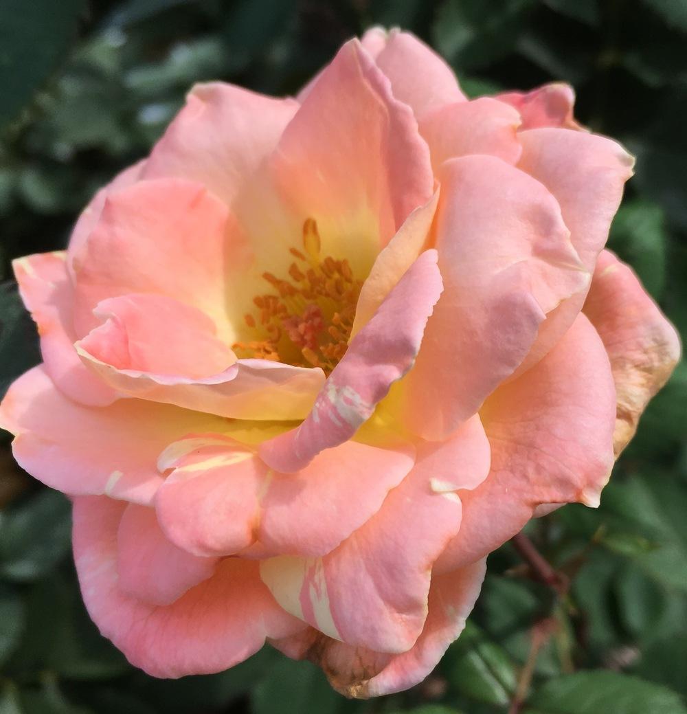 Photo of Rose (Rosa 'Flirtatious') uploaded by csandt
