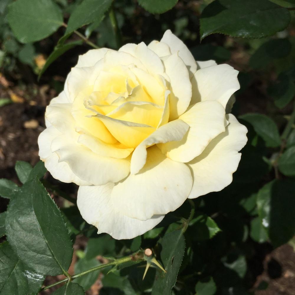 Photo of Rose (Rosa 'White Licorice') uploaded by csandt