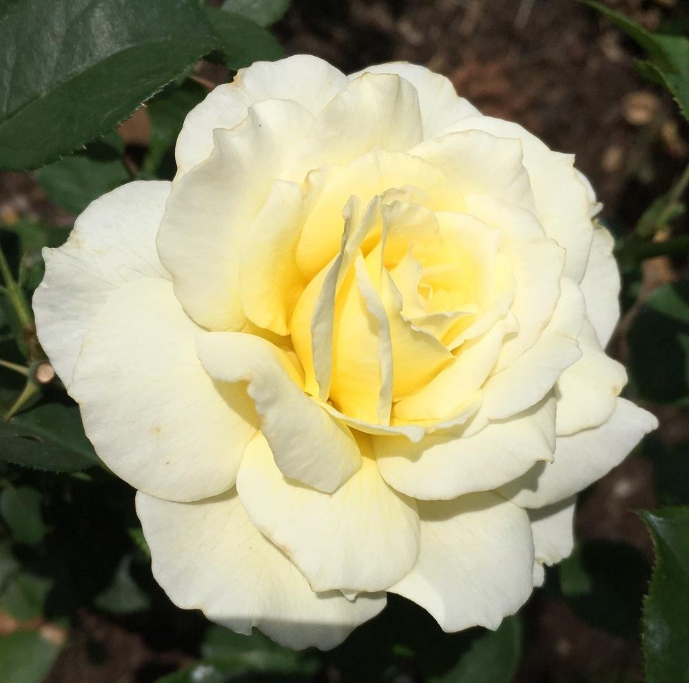 Photo of Rose (Rosa 'White Licorice') uploaded by csandt