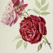 illustration from 'Les plus belles roses au début du XXe siècle