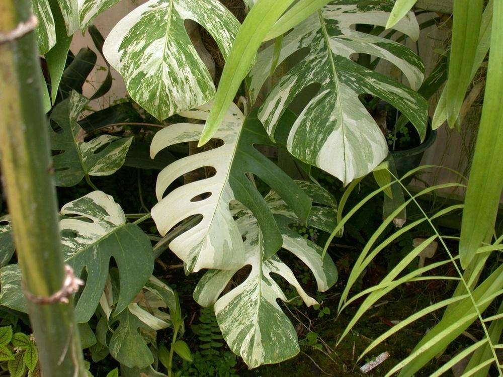 Photo of White Variegated Monstera (Monstera deliciosa 'Albovariegata') uploaded by Gina1960