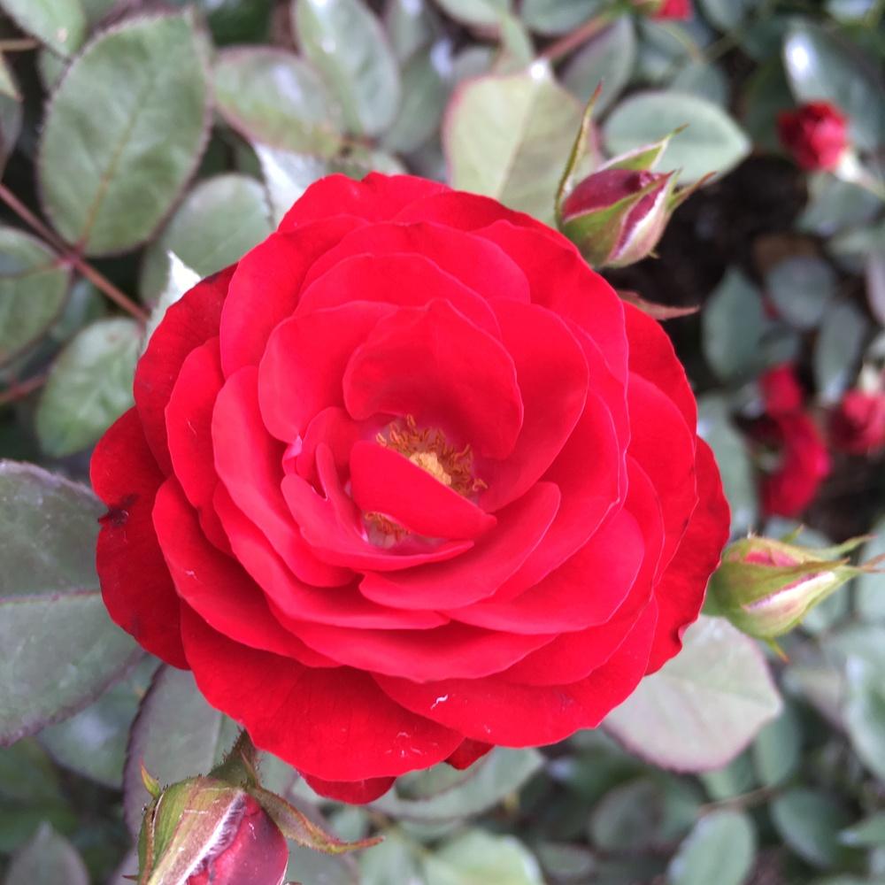 Photo of Rose (Rosa 'Europeana') uploaded by csandt
