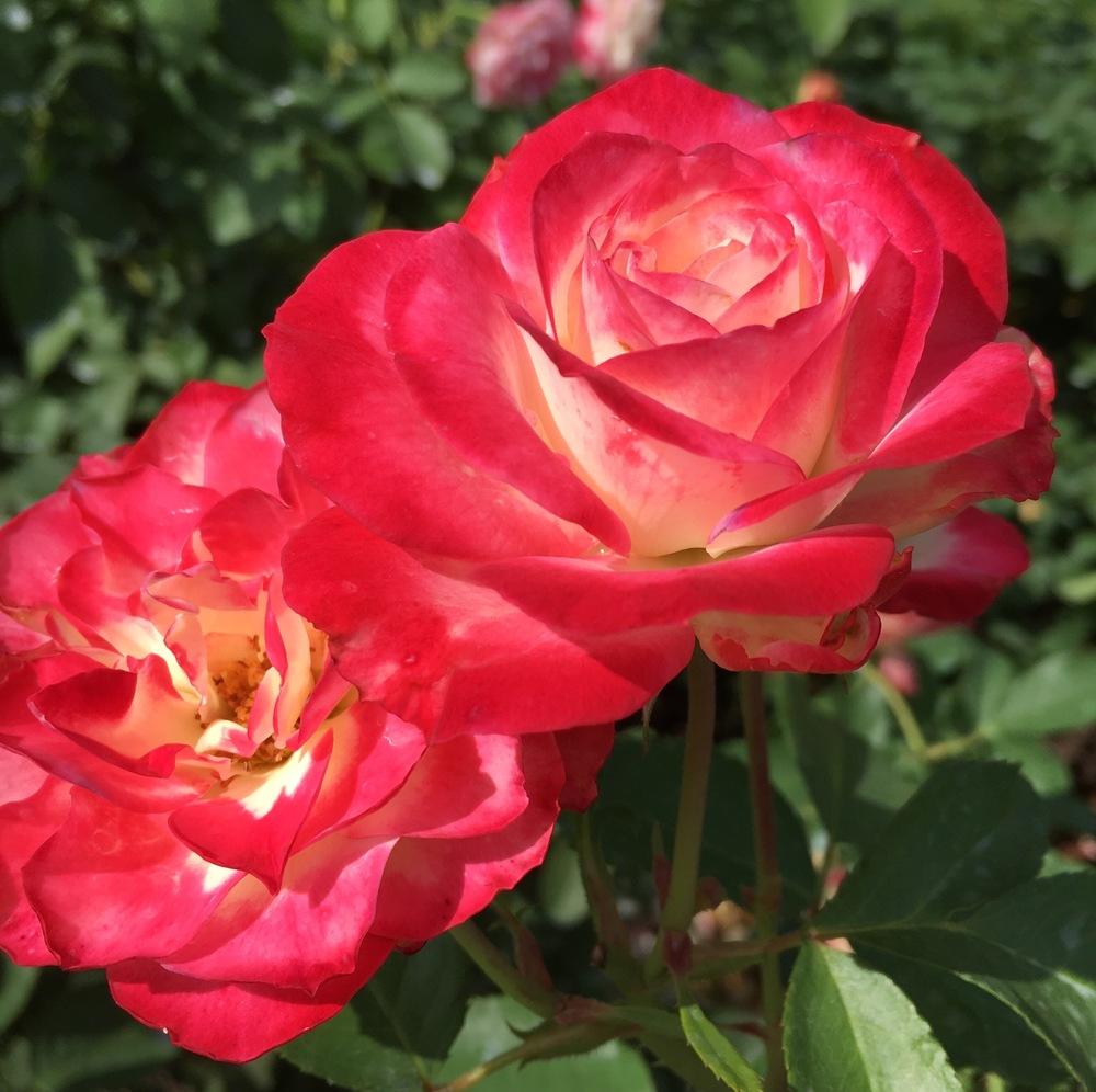Photo of Rose (Rosa 'Cherry Parfait') uploaded by csandt