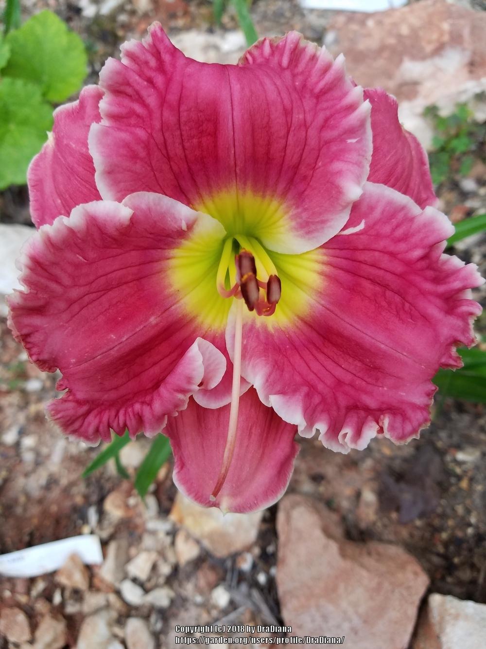 Photo of Daylily (Hemerocallis 'Ruffled Pink Perfection') uploaded by DraDiana