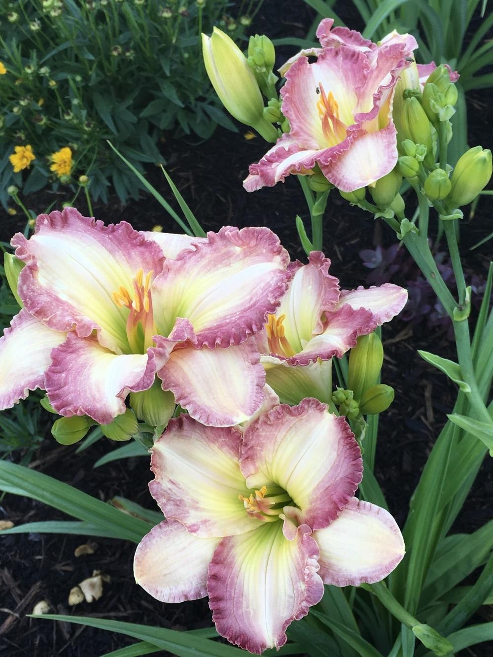 Photo of Daylily (Hemerocallis 'Frosted Vintage Ruffles') uploaded by Legalily