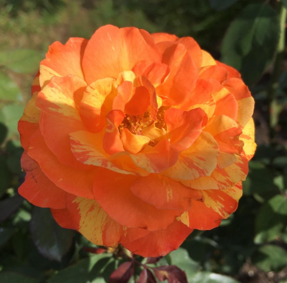 Photo of Rose (Rosa 'Rainbow Niagara') uploaded by csandt