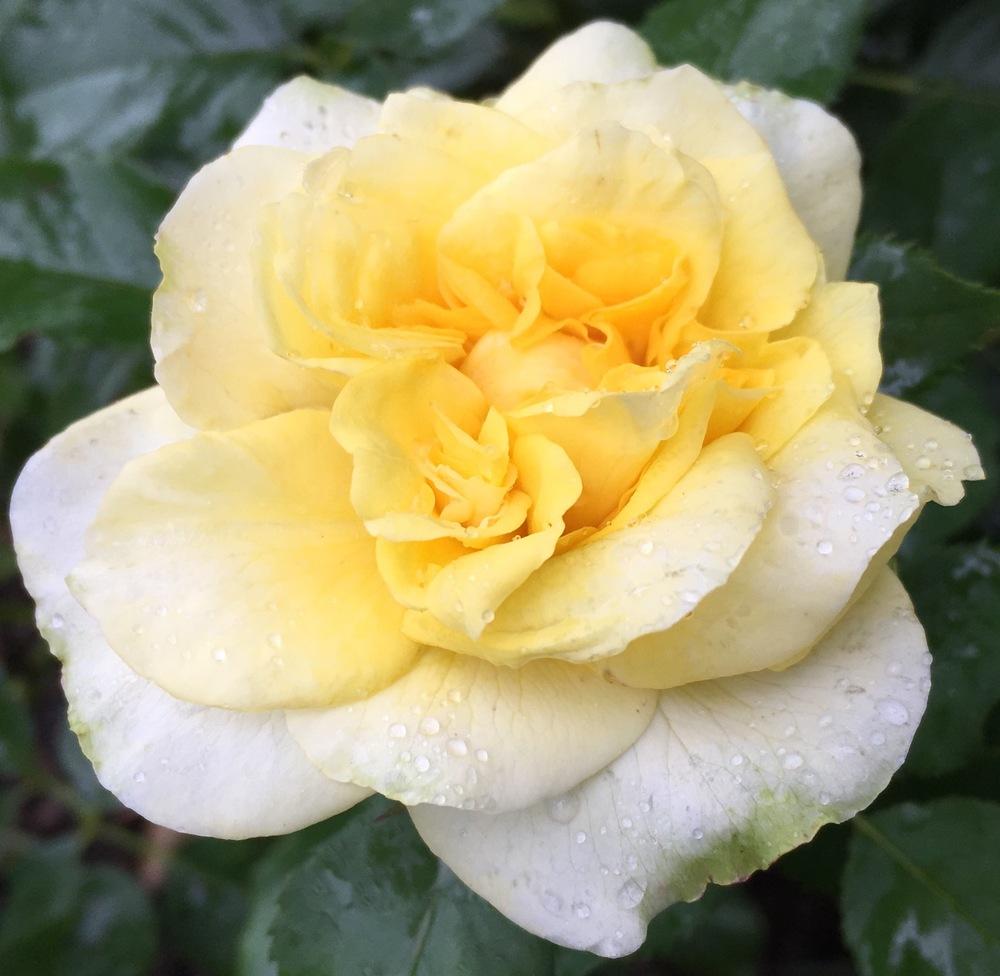 Photo of Rose (Rosa 'Golden Fairy Tale') uploaded by csandt