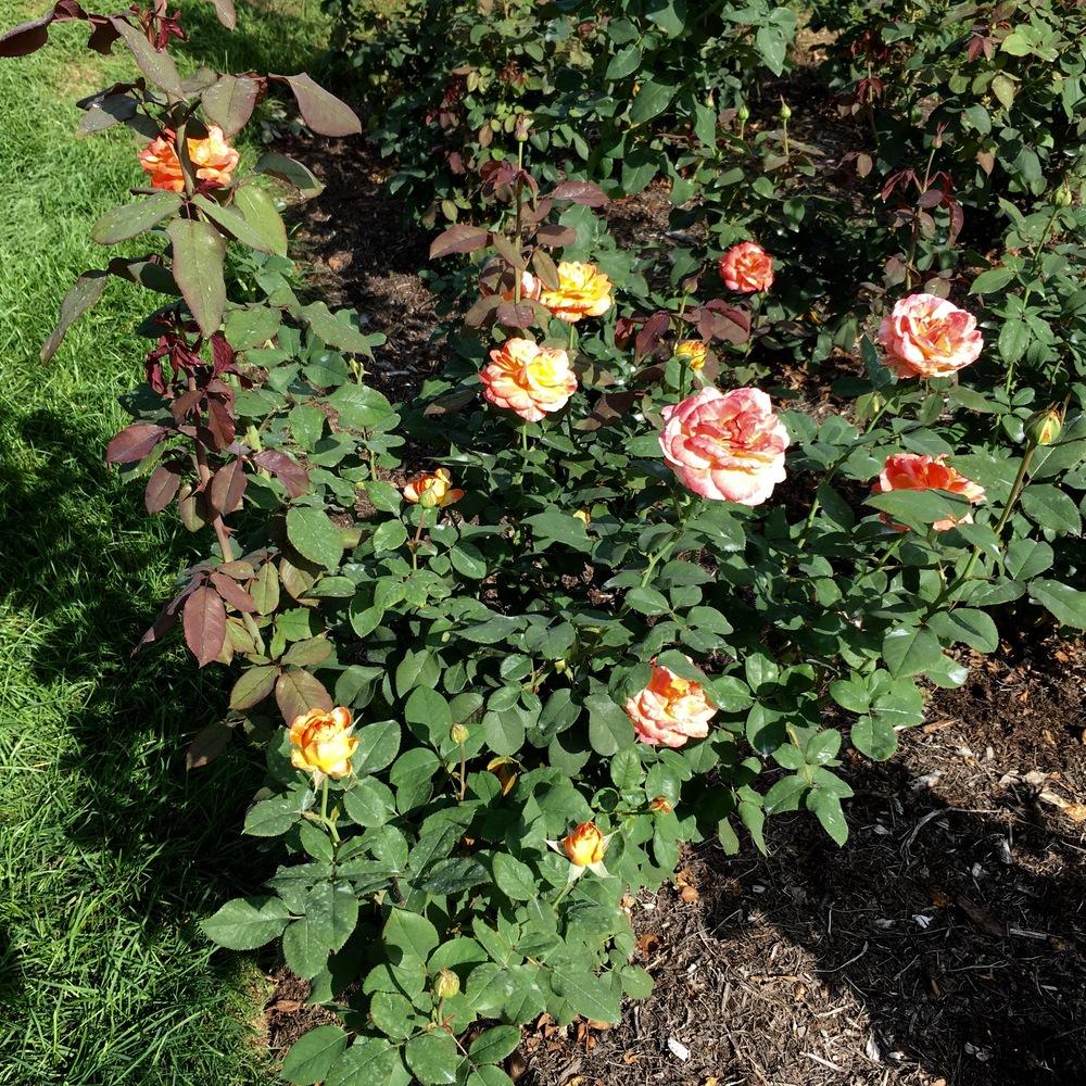 Photo of Rose (Rosa 'Rainbow Niagara') uploaded by csandt