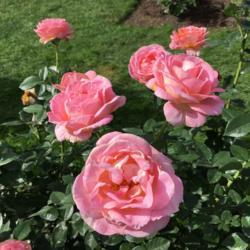 Location: Hershey Gardens, Hershey, Pennsylvania, USA
Date: 2018-09-16
Wonderful fragrance!