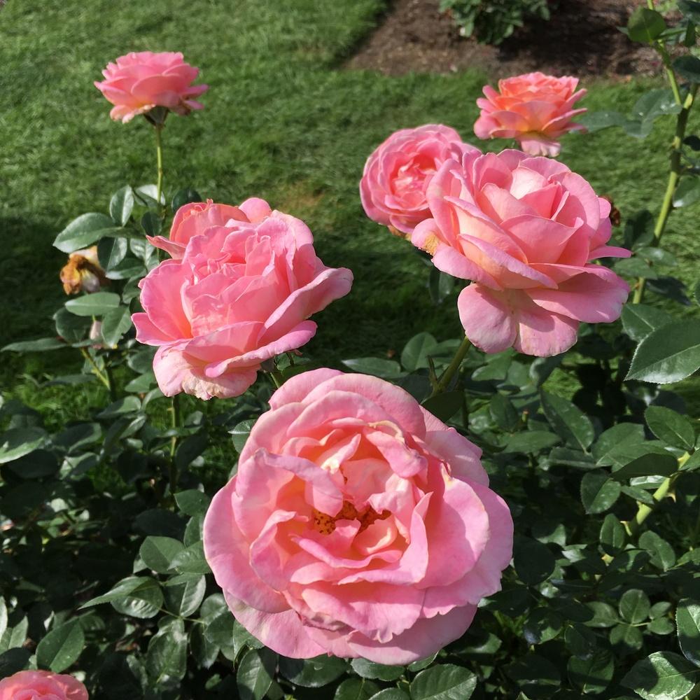 Photo of Rose (Rosa 'Elle') uploaded by csandt