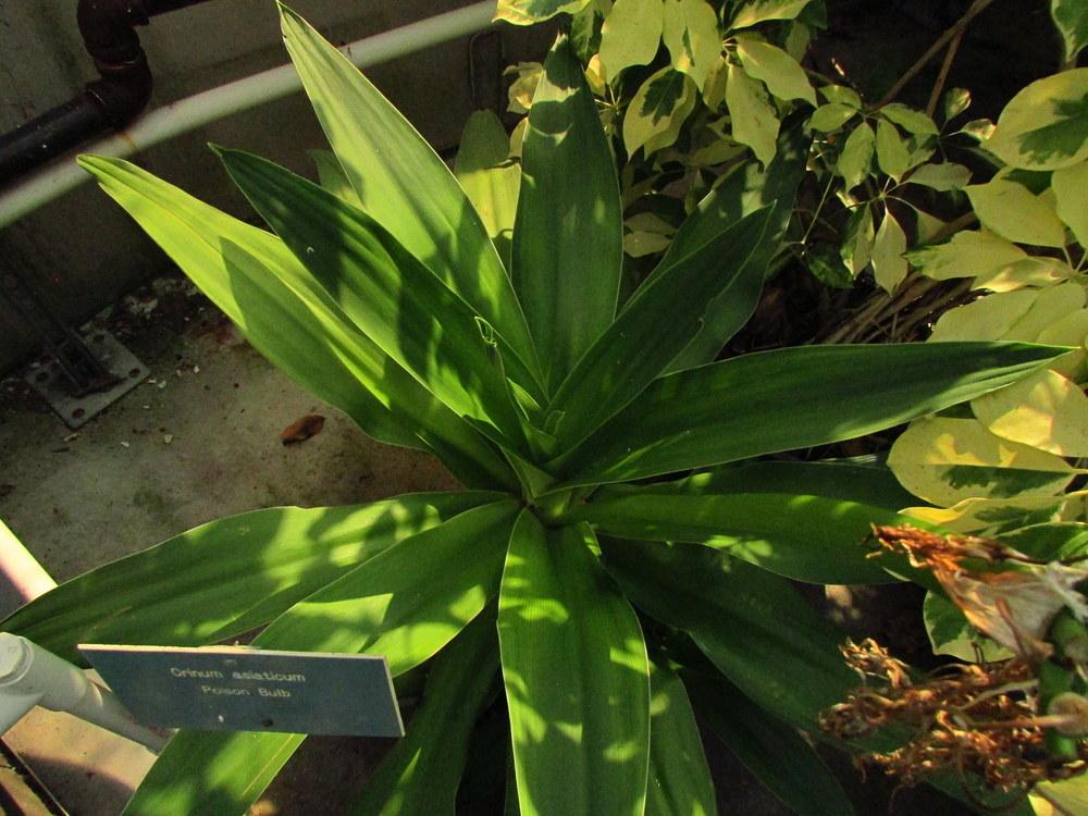 Photo of Grand Crinum Lily (Crinum asiaticum) uploaded by jmorth