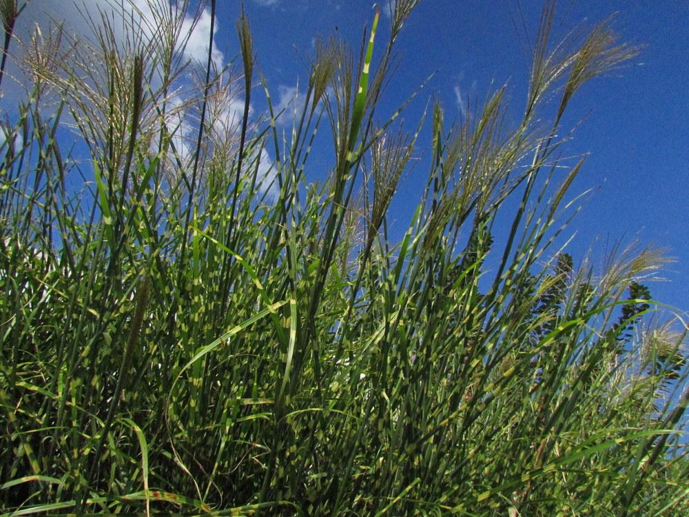 Photo of Maiden Grass (Miscanthus sinensis) uploaded by jmorth