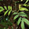 slow growing small rainforest understory palm
