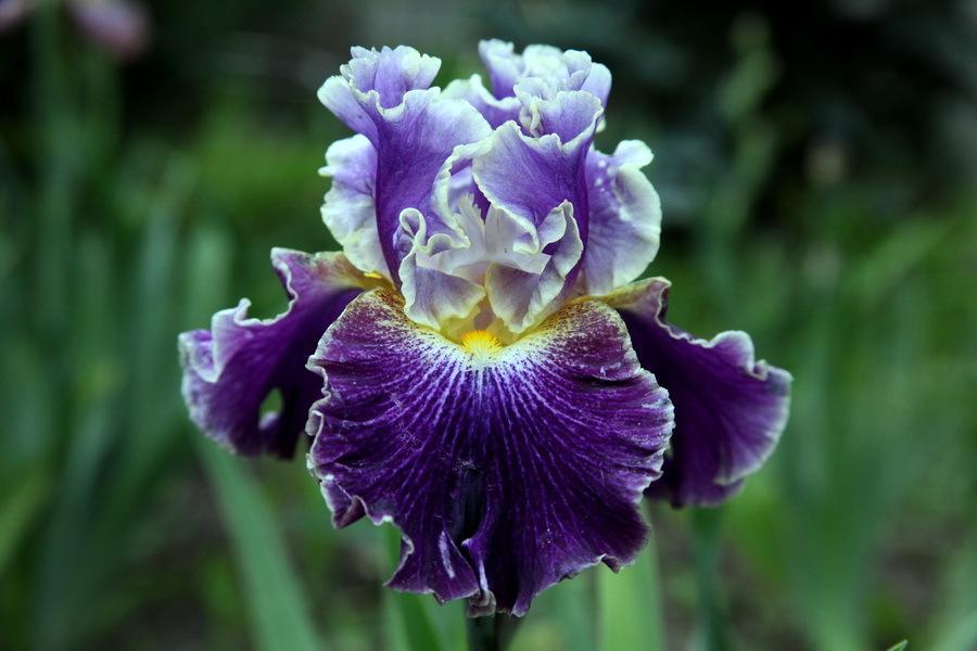 Photo of Tall Bearded Iris (Iris 'Belle Fille') uploaded by dimson67