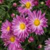 "Chrysanthemum 'Dark Pink Daisy', 2018 photo, Common Name: MAMMOT