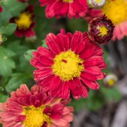 Location: Clinton, Michigan 49236
Date: 2018-09-12
"Chrysanthemum 'Red Daisy', 2018 photo, Common Name: MAMMOTH™ M