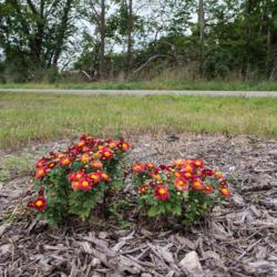 Location: Clinton, Michigan 49236
Date: 2018-09-12
"Chrysanthemum 'Red Daisy', 2018 photo, Common Name: MAMMOTH™ M