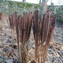 Location: Stroud Land Preserve in southeast PA
Date: 2012-12-04
fertile fronds in winter