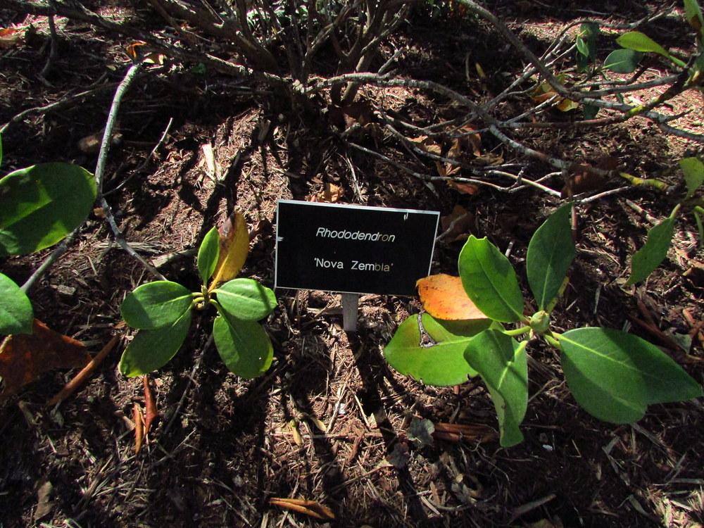 Photo of Rhododendron 'Nova Zembla' uploaded by jmorth