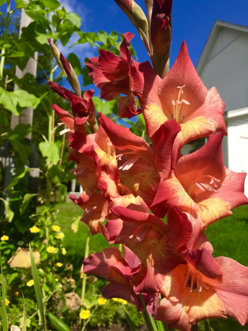 Photo of Gladiola (Gladiolus) uploaded by PoppyLady420