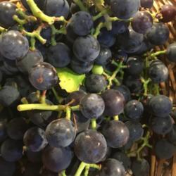 Location: Elizabeth, CO
Date: 2018-09-17
Just a few years old, our grape vine gave us 7lbs of fruit this s