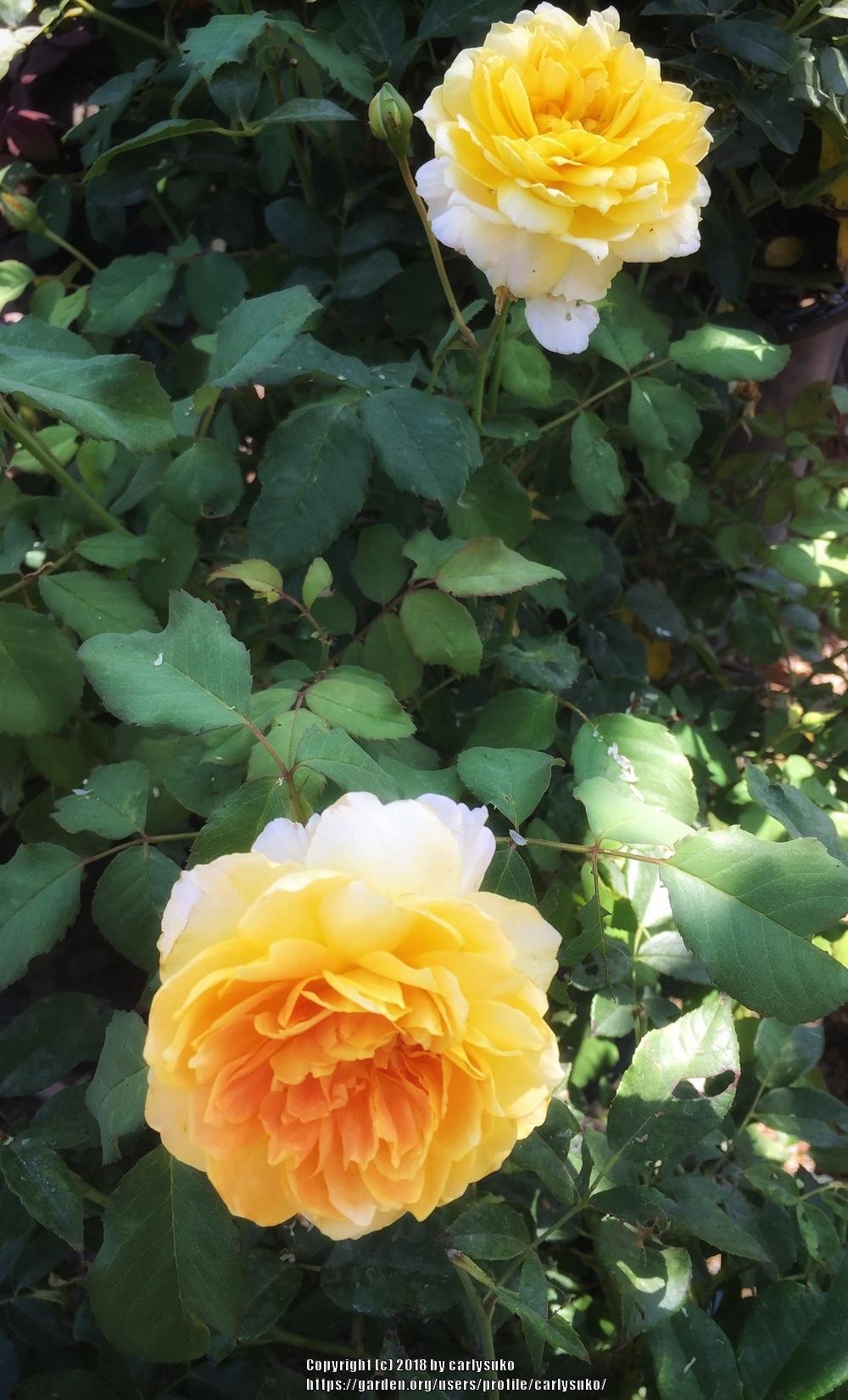 Photo of Rose (Rosa 'Molineux') uploaded by carlysuko