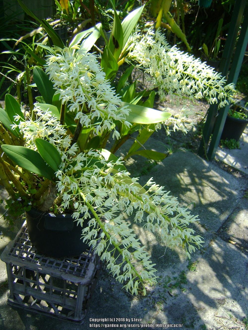 Photo of King Orchid (Dendrobium speciosum) uploaded by Hillsepicacti