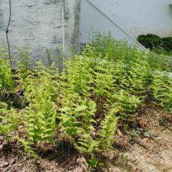 Location: Downingtown, Pennsylvania
Date: 2014-05-10
my ferns emerging in spring