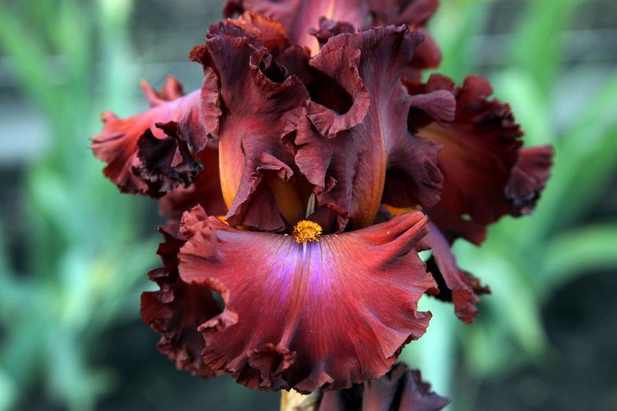 Photo of Tall Bearded Iris (Iris 'Cherokee Blaze') uploaded by dimson67