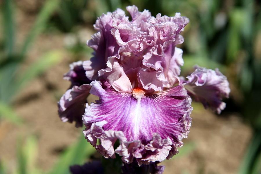 Photo of Tall Bearded Iris (Iris 'Just Witchery') uploaded by dimson67