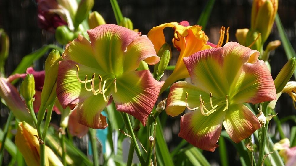 Photo of Daylily (Hemerocallis 'Search for Green Pastures') uploaded by hemeroca7