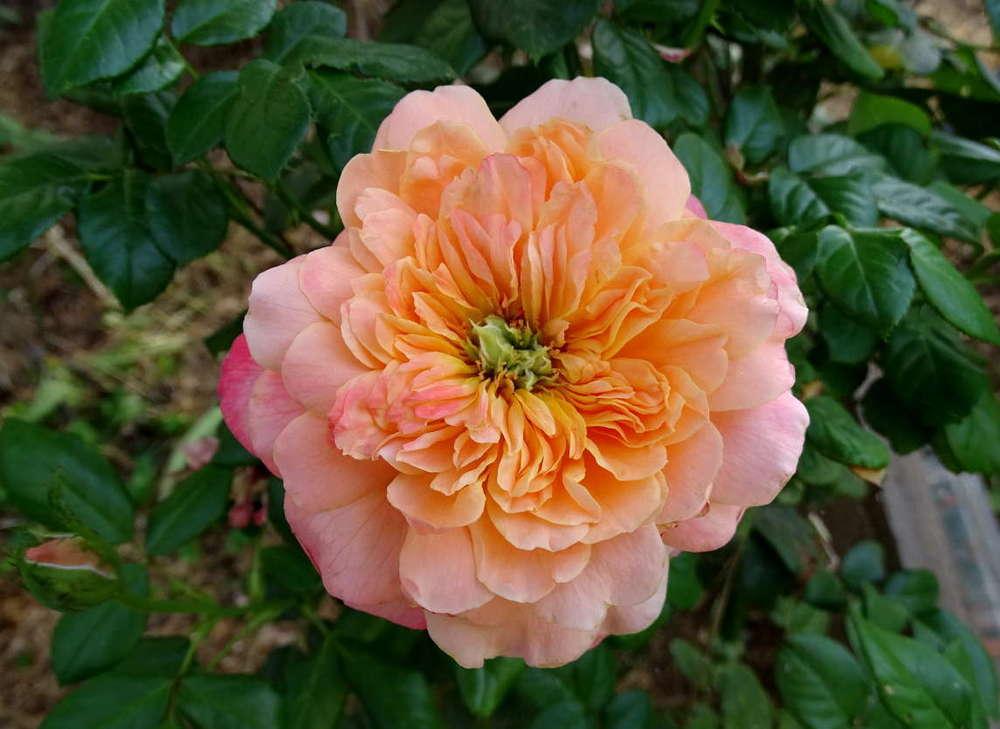 Photo of Rose (Rosa 'English Sonnet') uploaded by Beth_NorCal