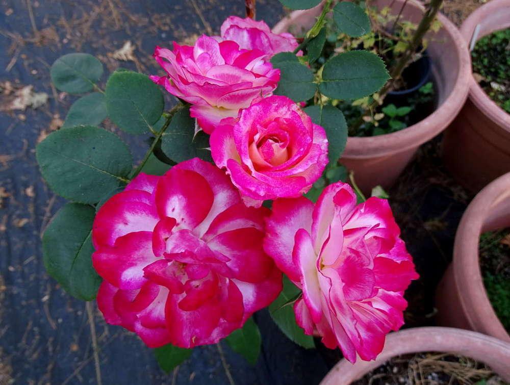 Photo of Rose (Rosa 'Heart 'n' Soul') uploaded by Beth_NorCal