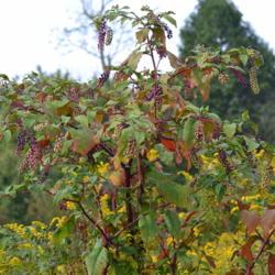 Location: Slatyfork, WV 7a
Date: 2018-09-07
Plant with fall color and berries in a field of Goldenrod flowers