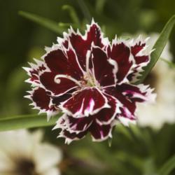 Location: Pennsylvania
Date: 2018-08-15
Dianthus chinensis 'Black and White Minstrels'
