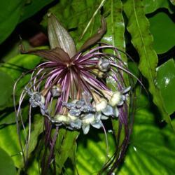 Location: My greenhouse, Florida
Date: 4000-09-25
IMO the prettiest Tacca, long long whiskers and green/turquoise f