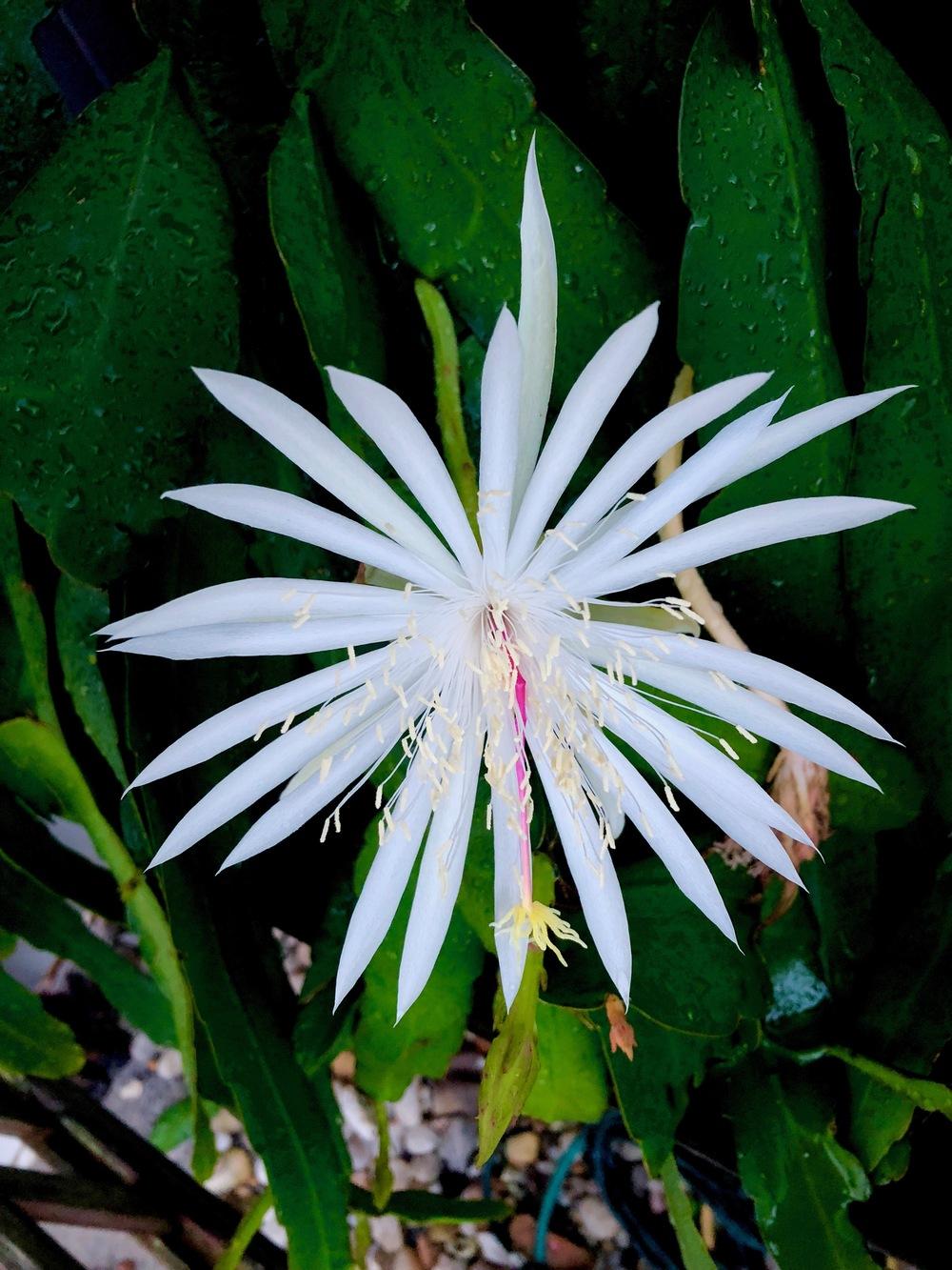 Photo of Hooker's Orchid Cactus (Epiphyllum hookeri) uploaded by RedMolly250
