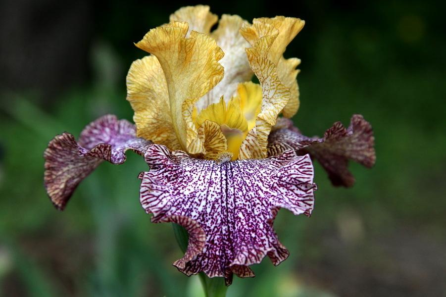 Photo of Tall Bearded Iris (Iris 'Temporal Anomaly') uploaded by dimson67