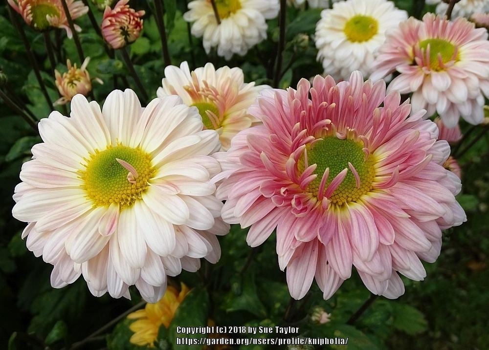 Photo of Early-Flowering Spray Chrysanthemum (Chrysanthemum 'Natalie Sarah') uploaded by kniphofia