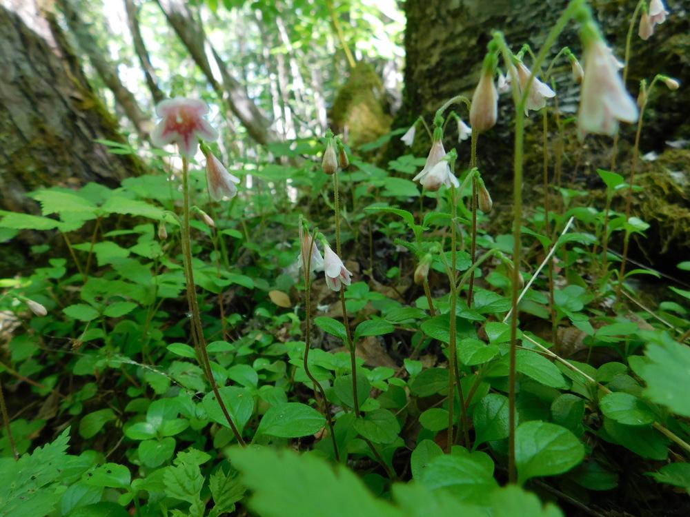 Photo of Twinflower (Linnaea borealis) uploaded by JHeirloomSeeds